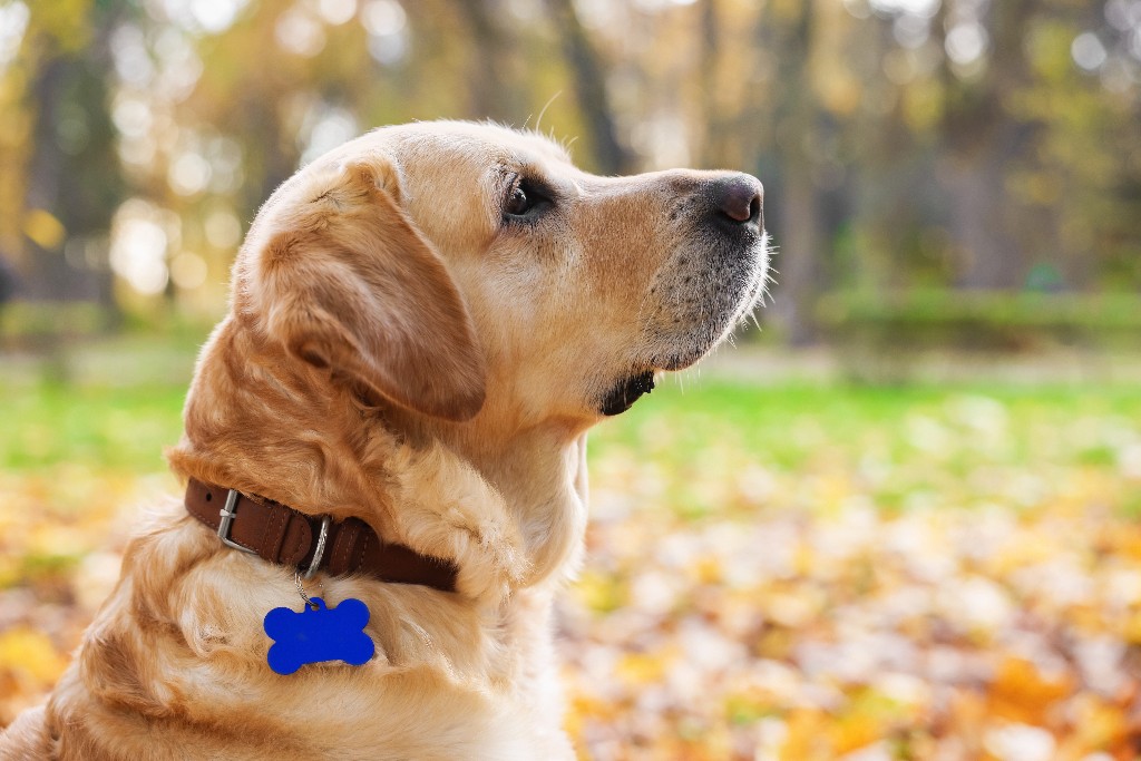Golden retriever wearing a collar with an ID tag in an autumn park